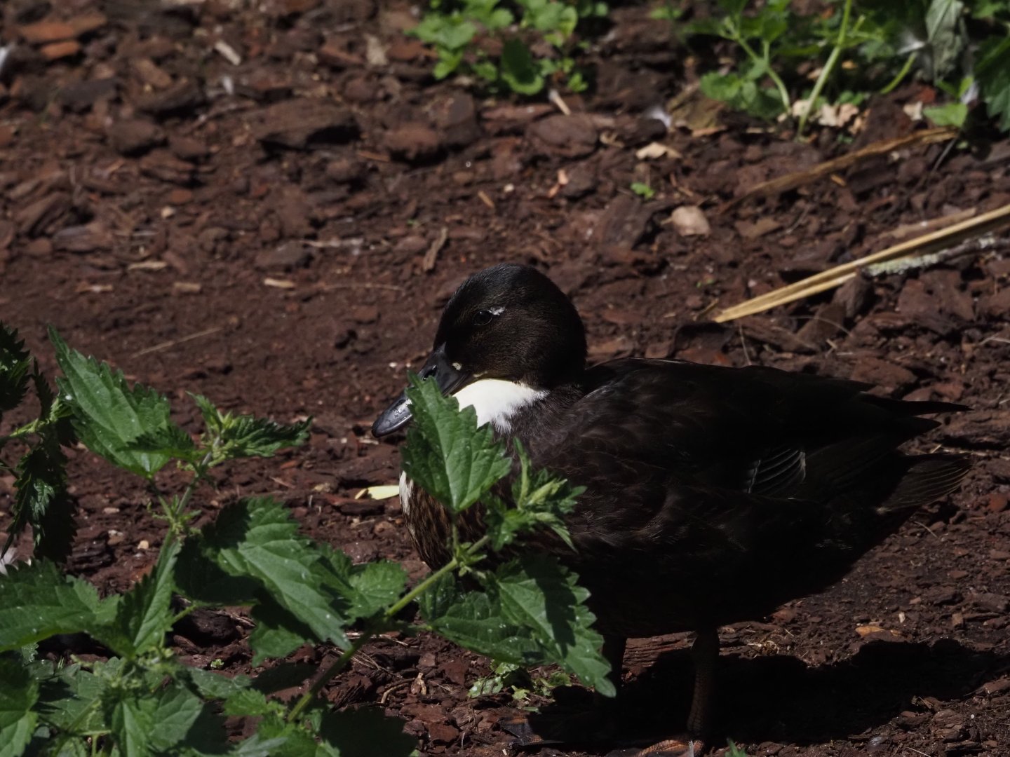 Pomeranian Duck (Possibly Wild)
