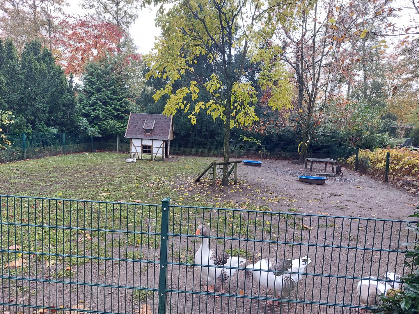 Pomeranian goose enclosure (Stadtpark Emsdetten)