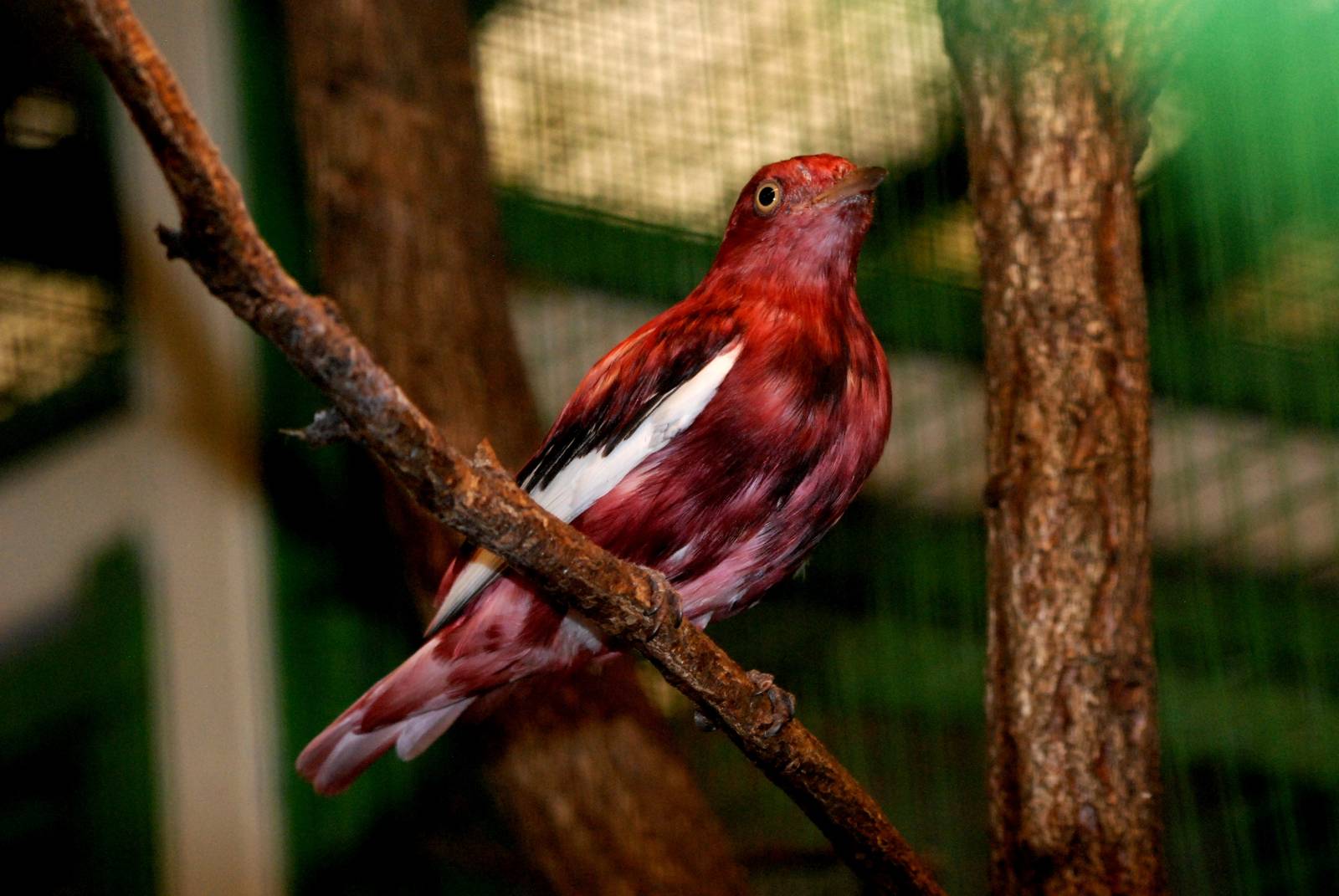Pompadour Cotinga at Walsrode, 22/03/13