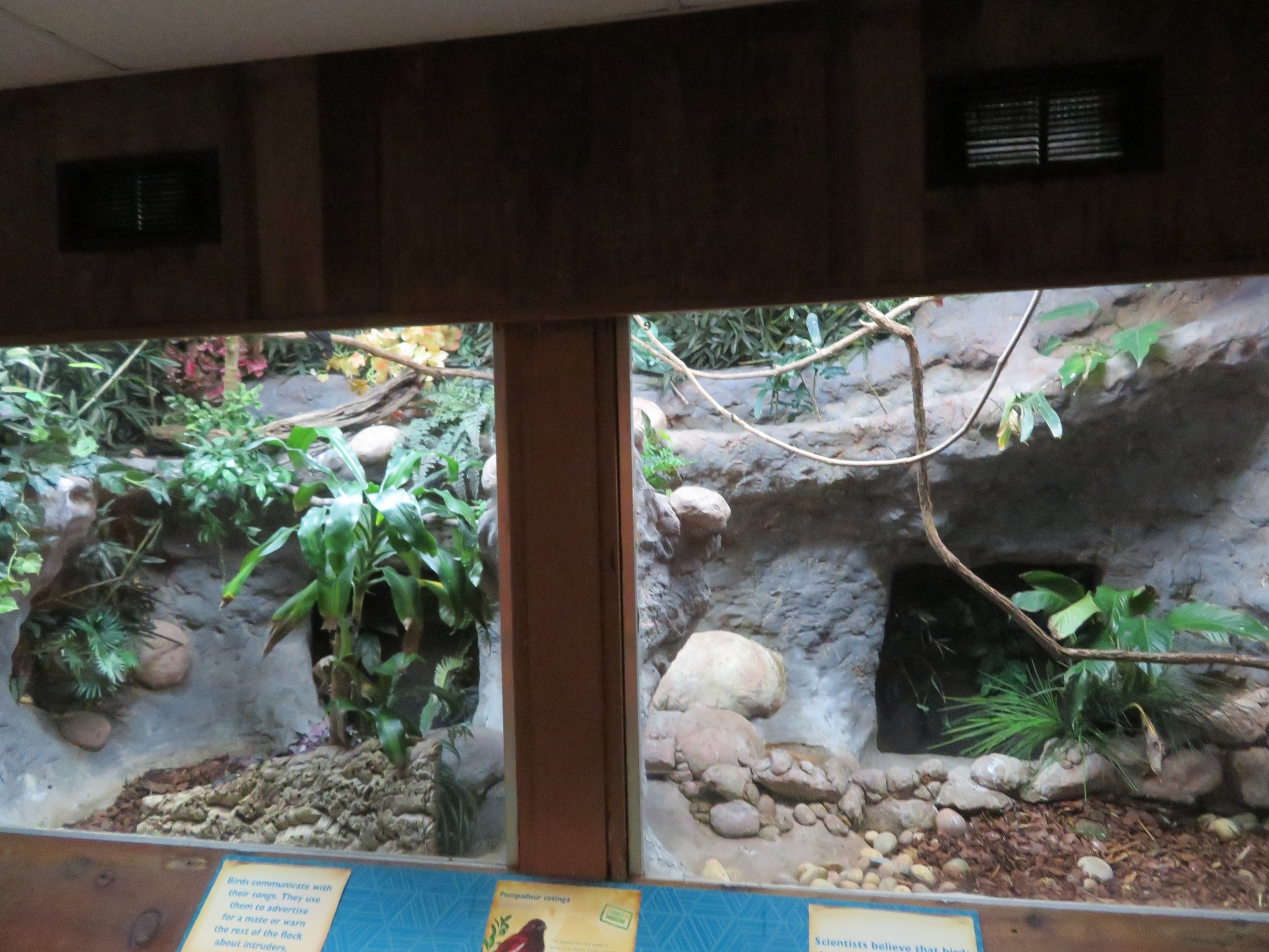 Pompadour Cotinga Exhibit