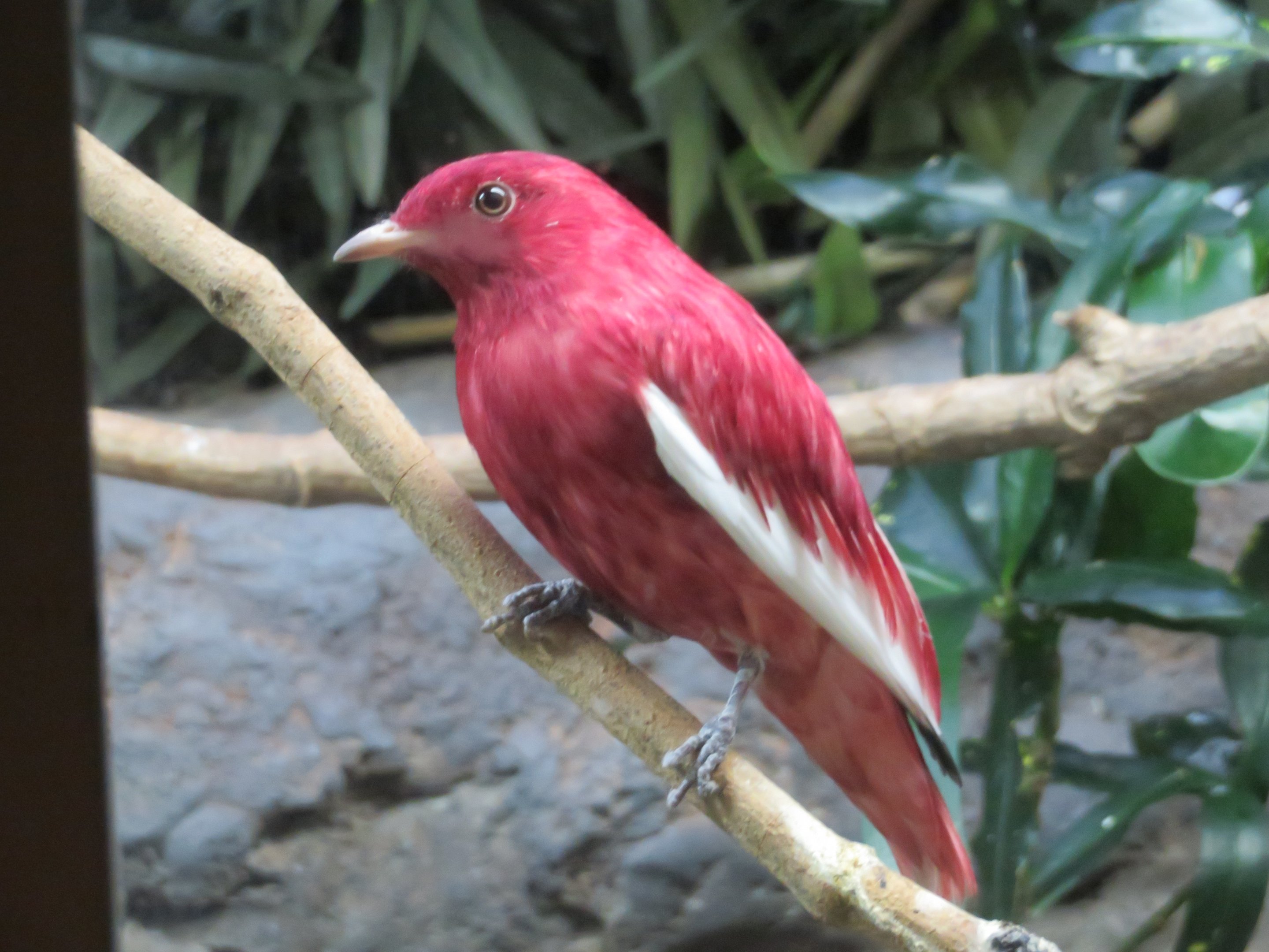 Pompadour Cotinga (Male)