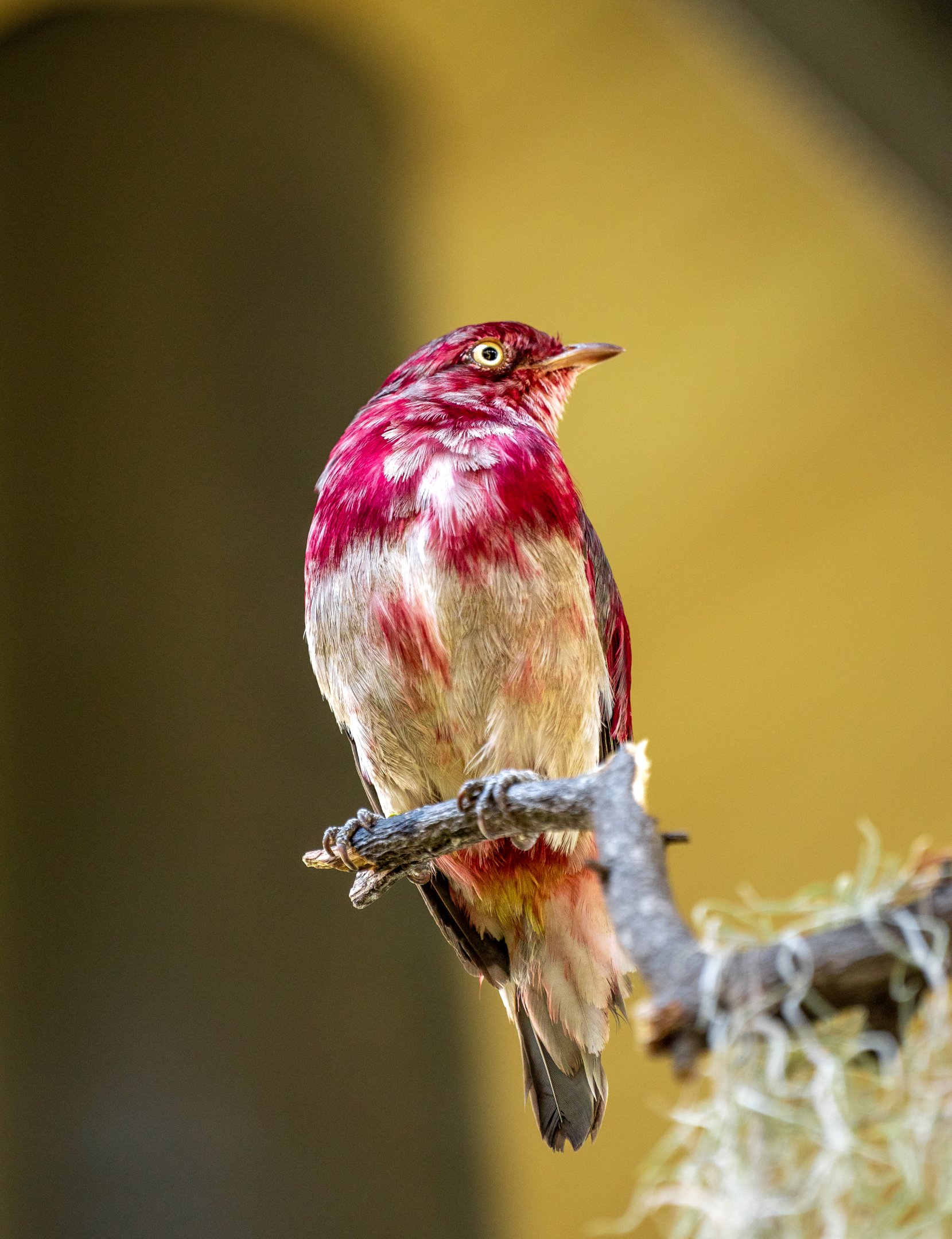 Pompadour Cotinga(male)