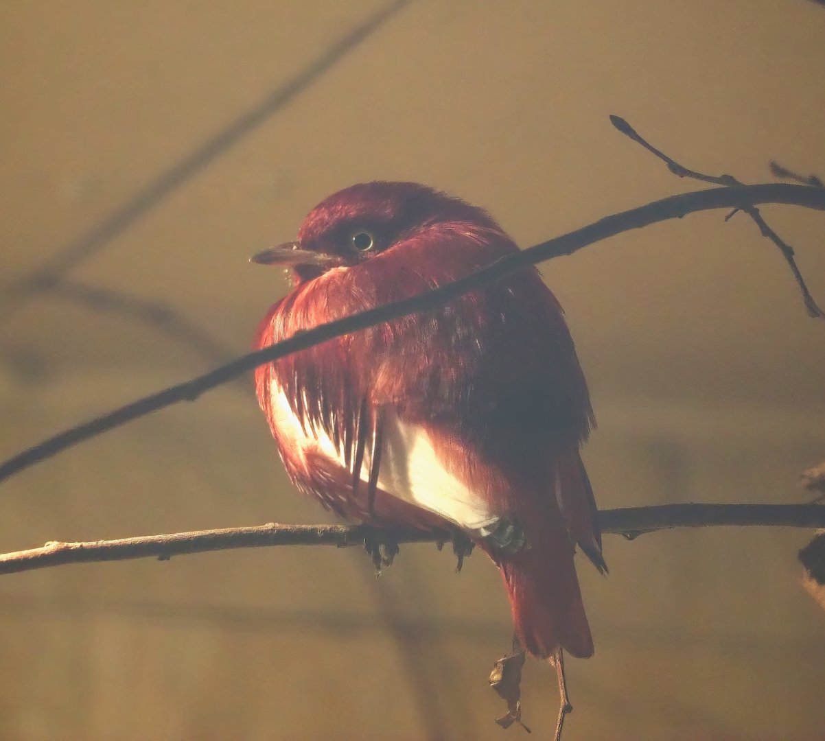 Pompadour cotinga (Xipholena punicea), 2024-05-22