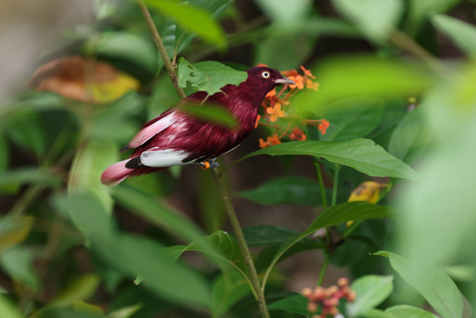 Pompadour Cotinga (Xipholena punicea) - Amazonian Jewels