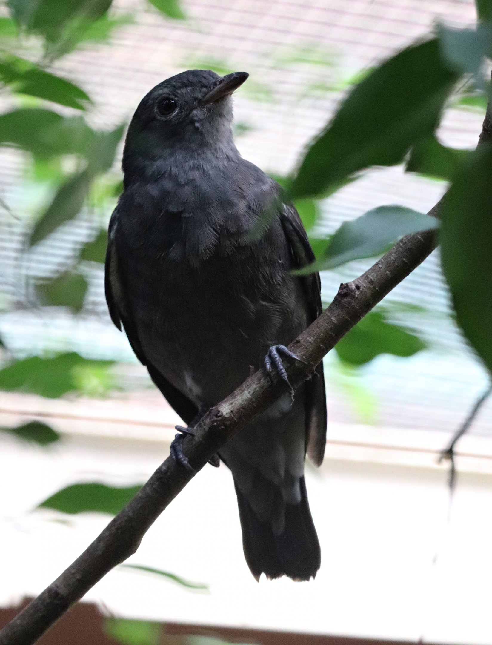 Pompadour cotinga (Xipholena punicea), female