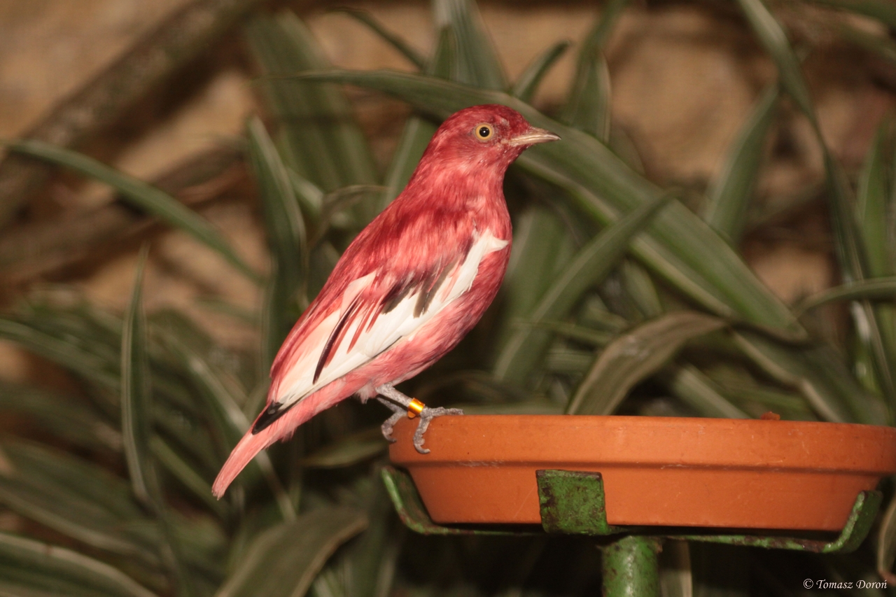 Pompadour Cotinga (Xipholena punicea) male