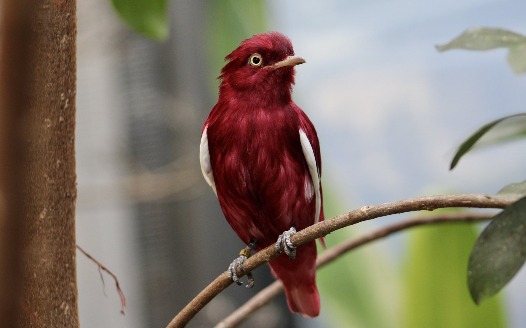 Pompadour Cotinga (Xipholena punicea) male