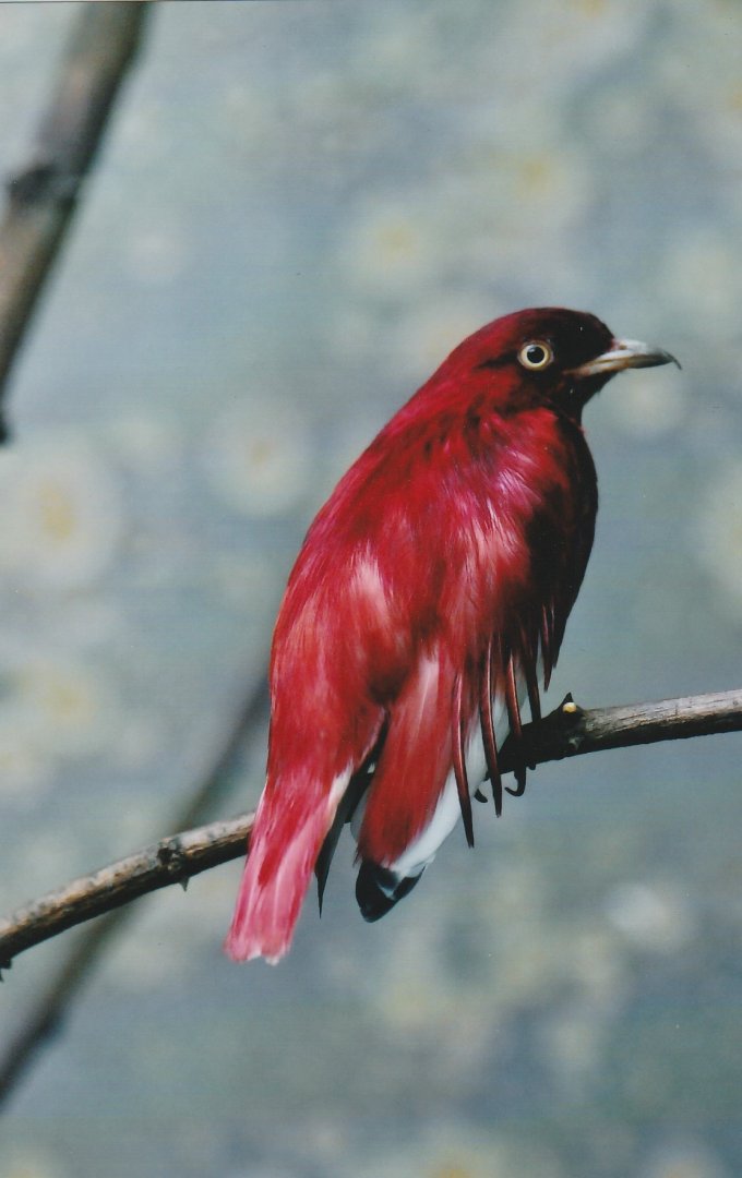Pompadour Cotinga  Xipholena punicea