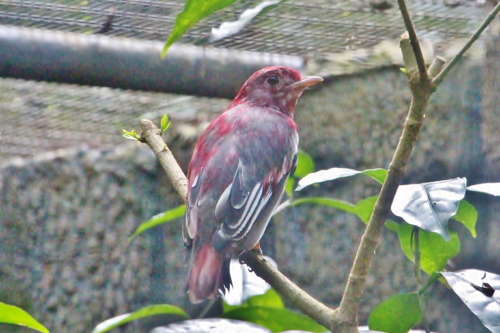 Pompadour Cotinga (Xipholena punicea)