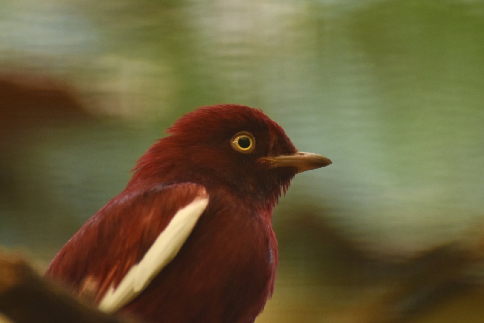 Pompadour Cotinga Xipholena punicea