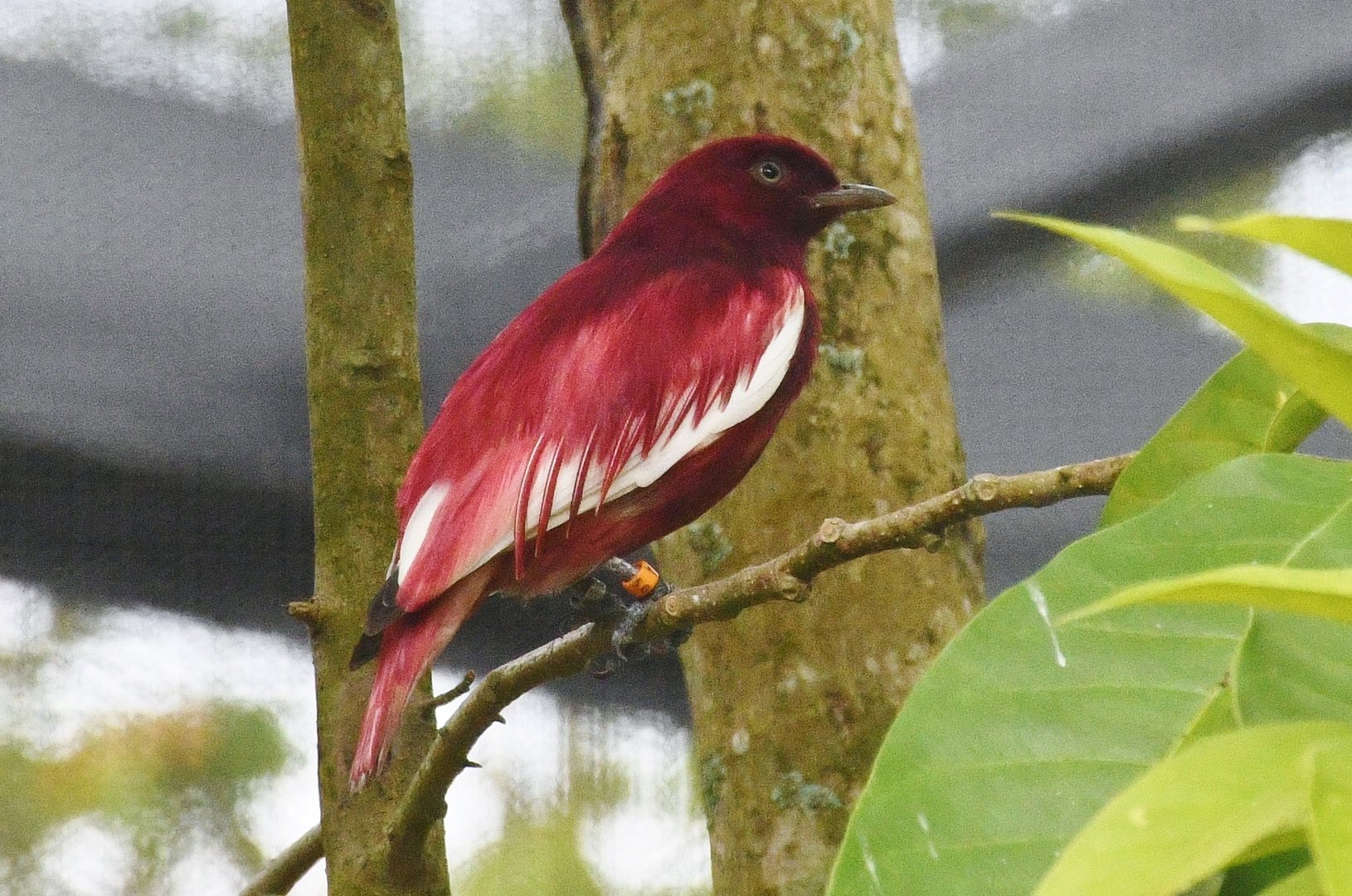 Pompadour Cotinga (Xipholena punicea)