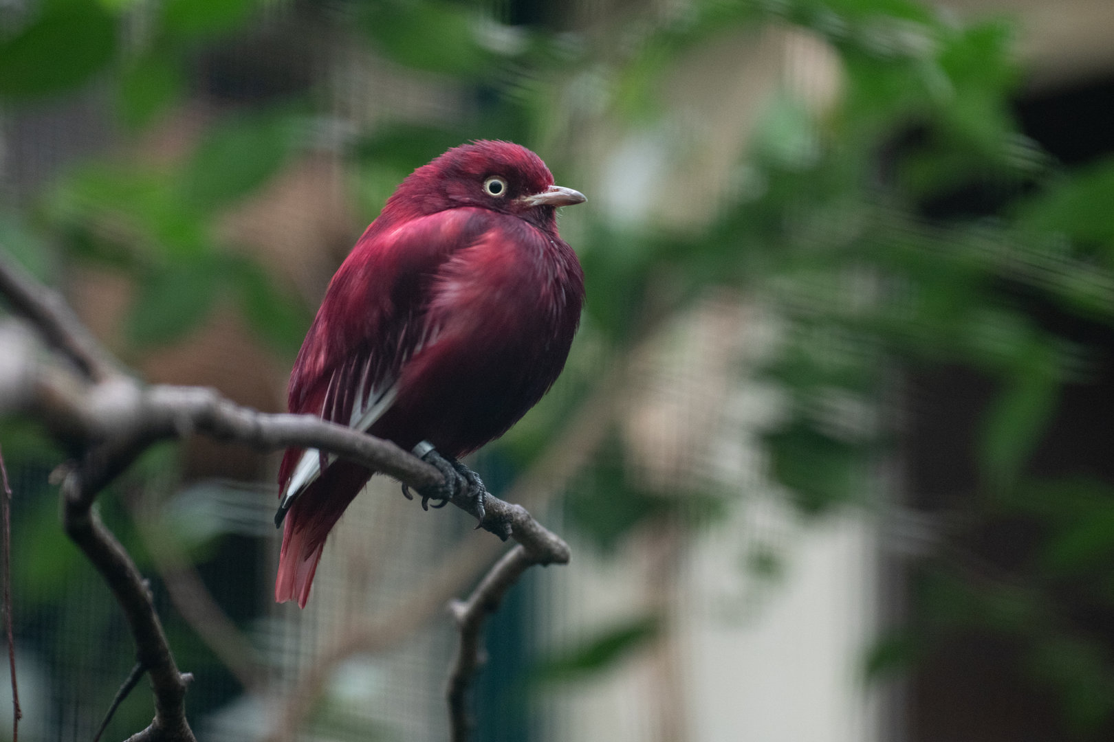 Pompadour cotinga (Xipholena punicea)