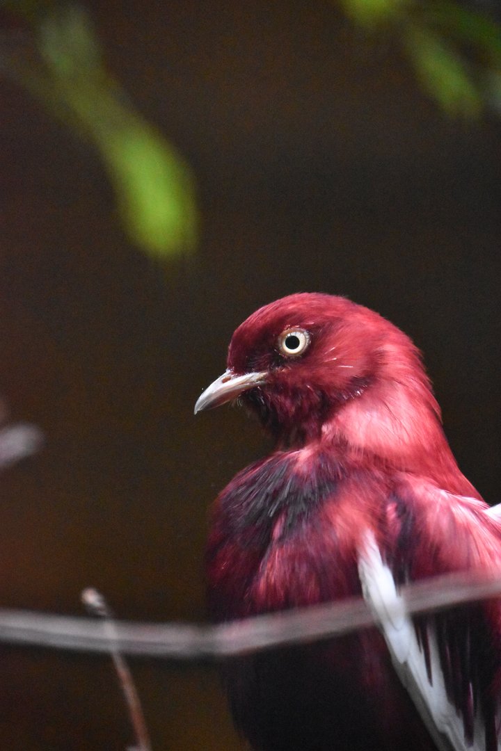 Pompadour cotinga, Xipholena punicea