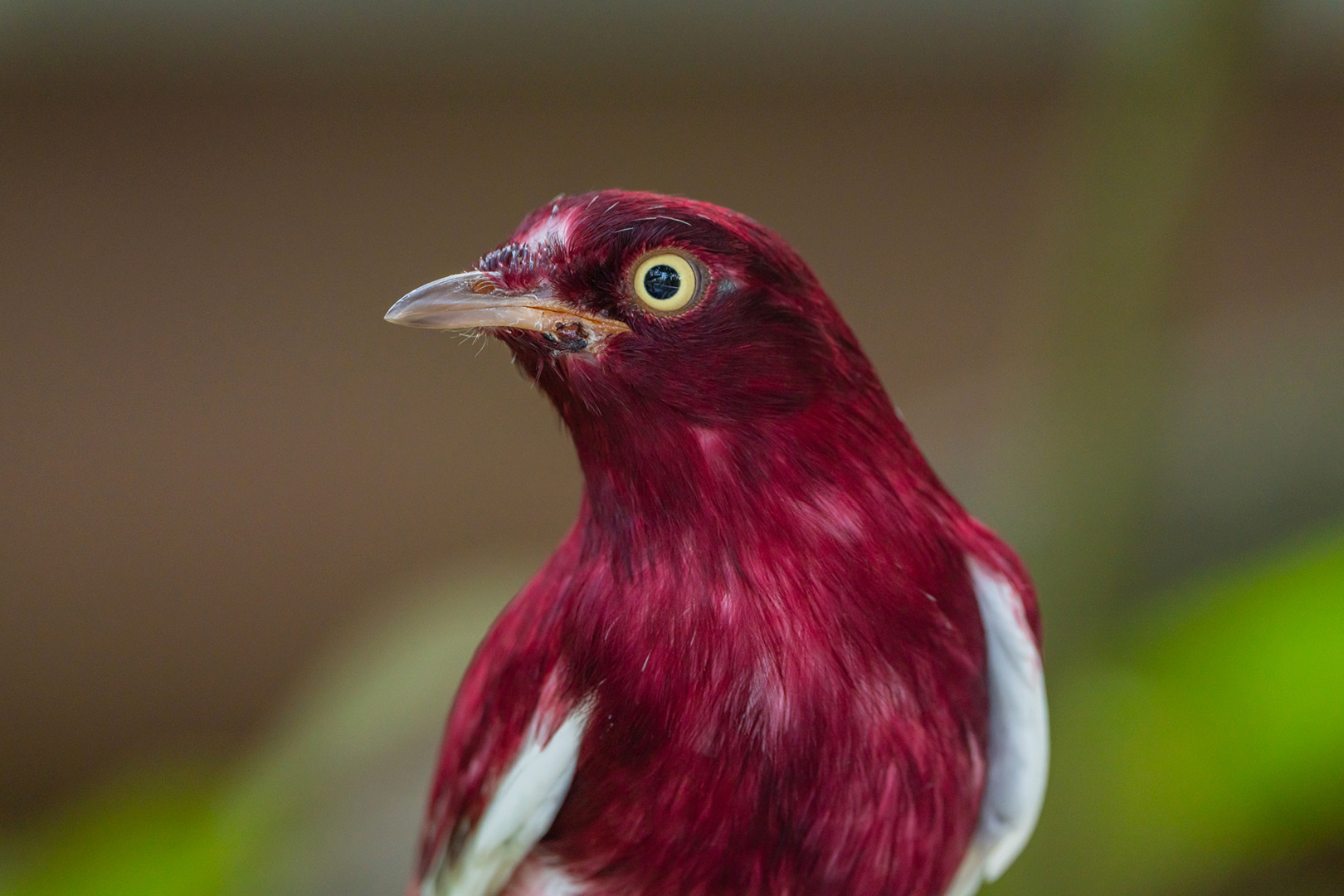 Pompadour Cotinga (Xipholena Punicea)