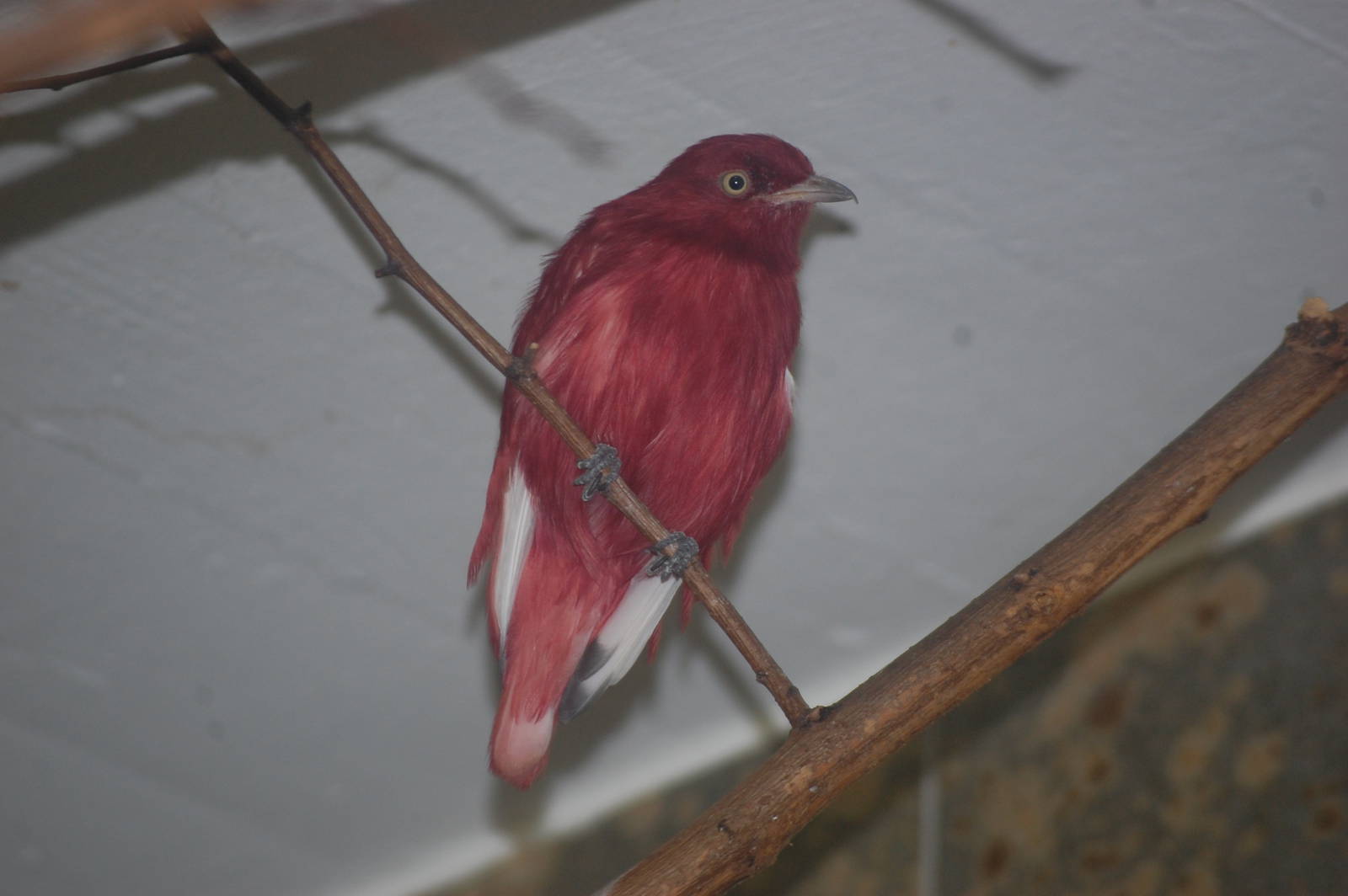 Pompadour cotinga