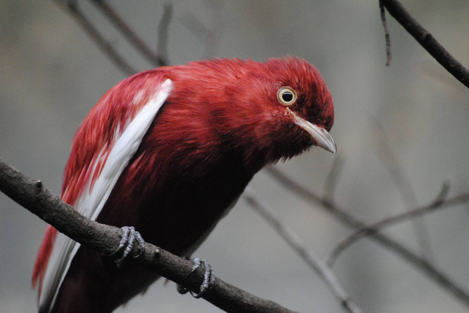 Pompadour cotinga