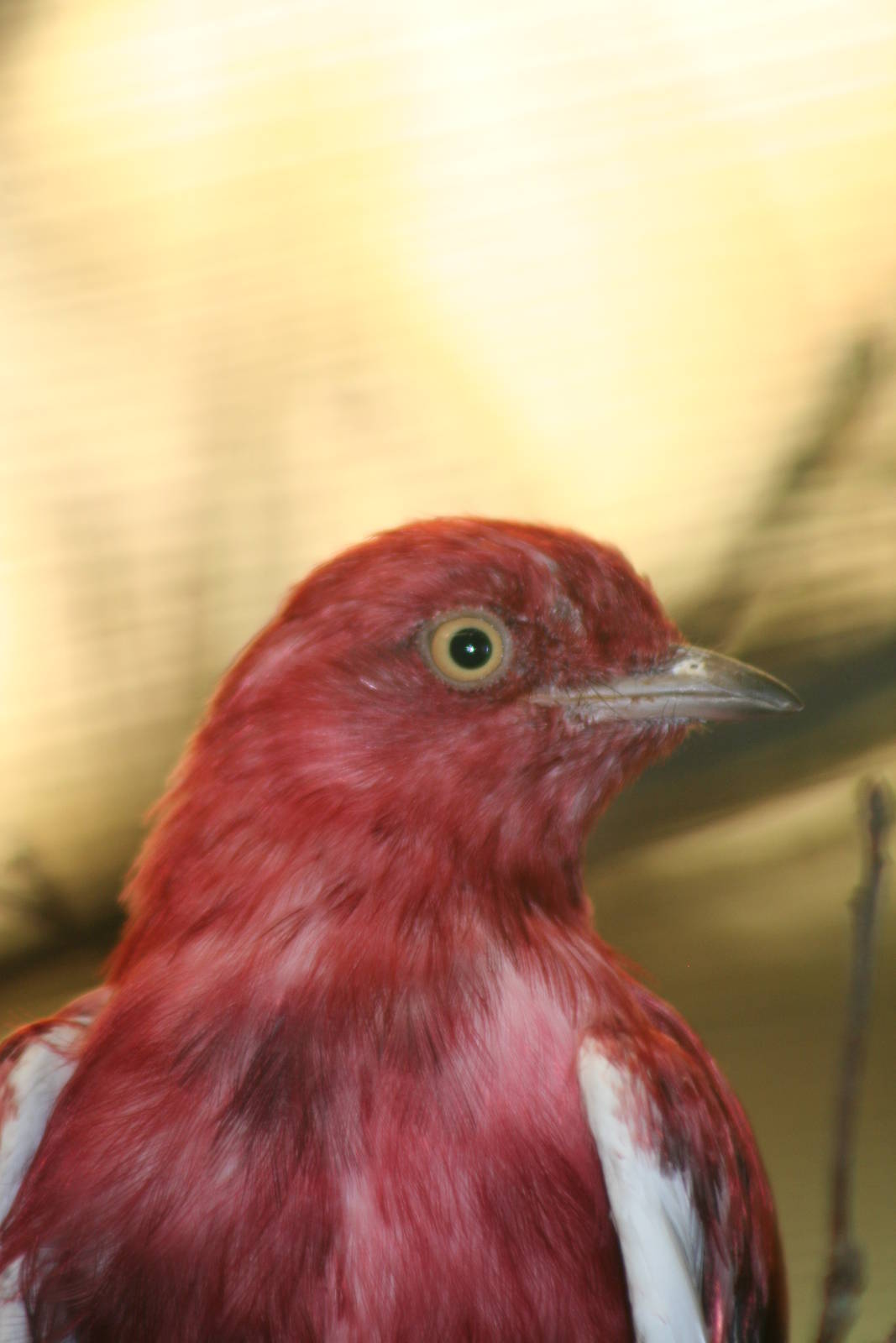 Pompadour cotinga