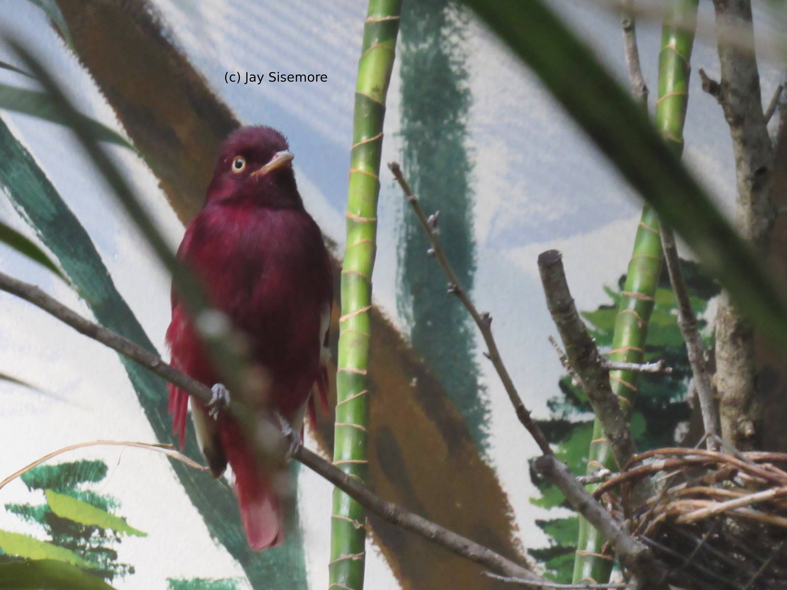 Pompadour Cotinga