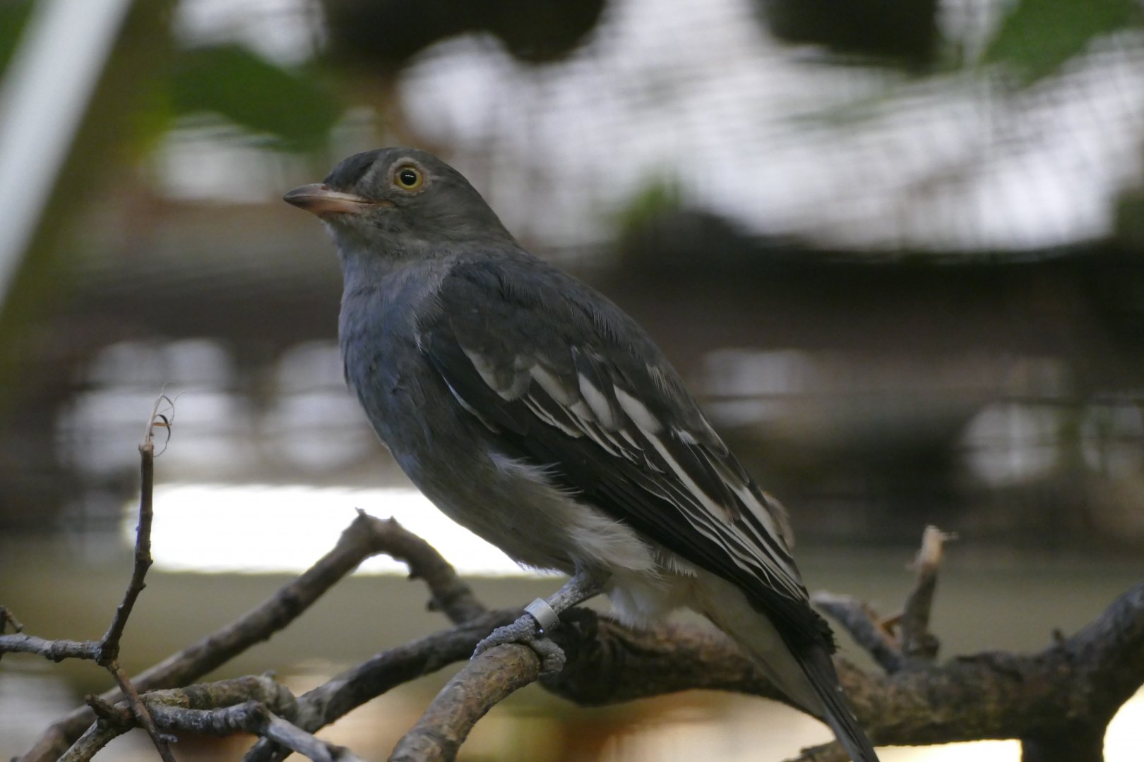 Pompadour cotinga