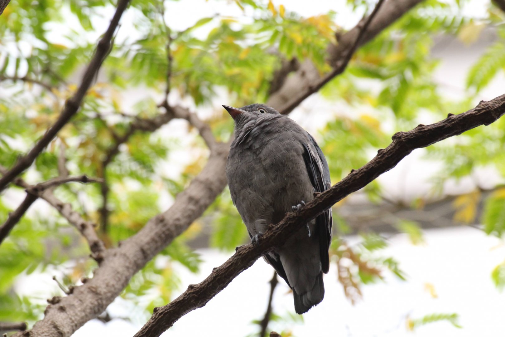 Pompadour Cotinga