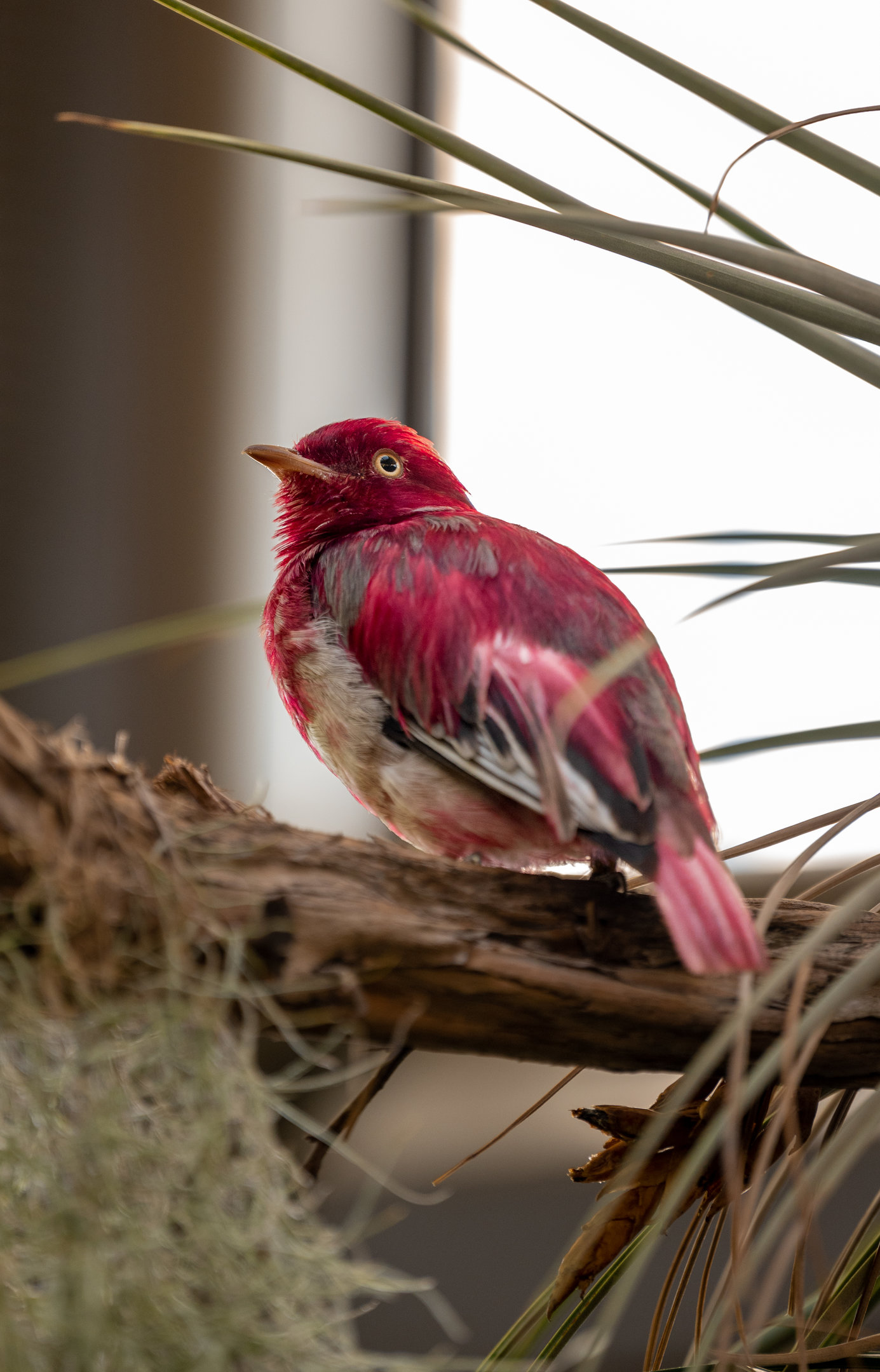 Pompadour Cotinga