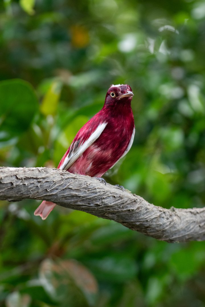 Pompadour Cotinga