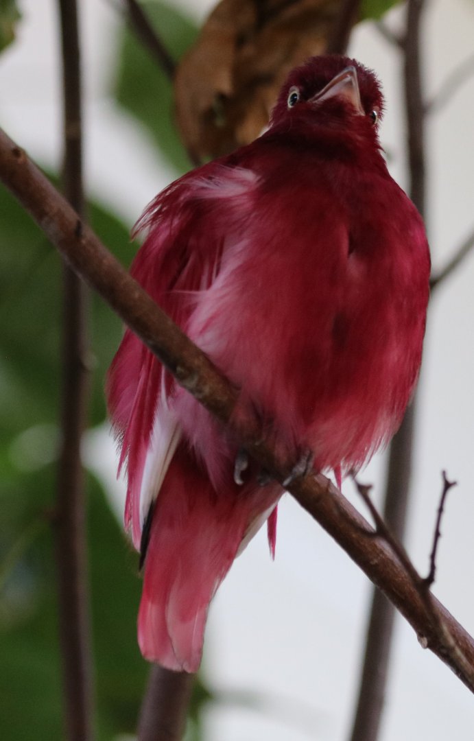 Pompadour Cotinga