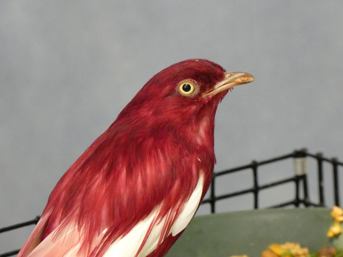 Pompadour cotinga