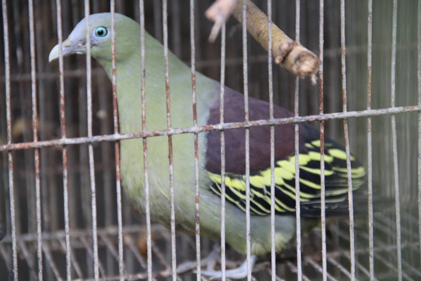Pompadour Green Pigeon (Treron pompadora)