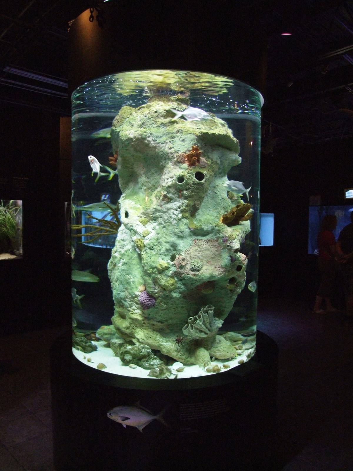 Pompano Tank at Mote, 07/10/13