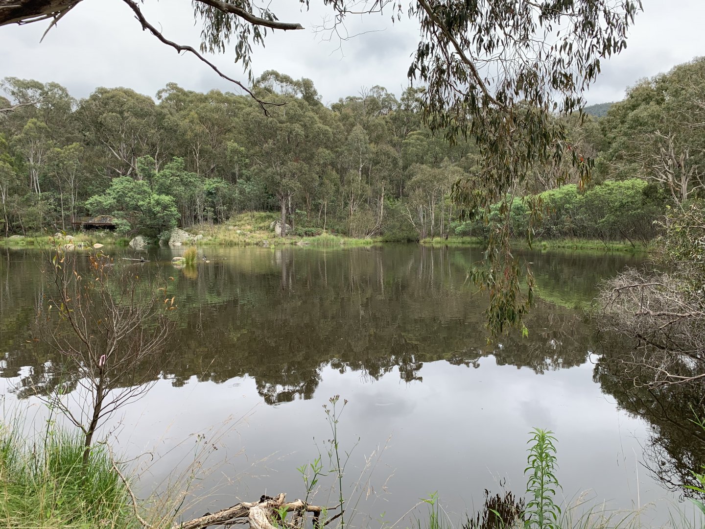 Pond 2 - Tidbinbilla Sanctuary