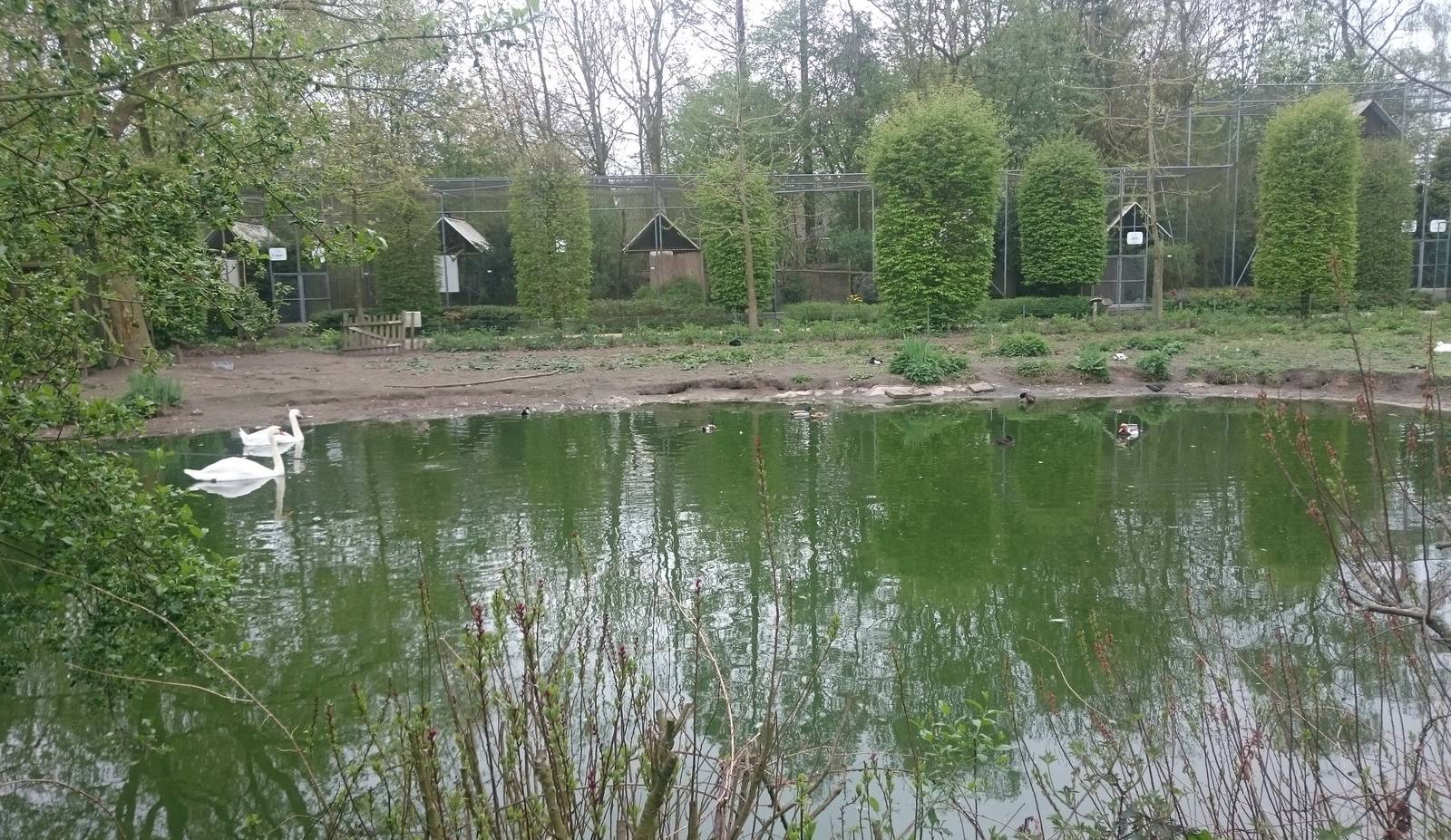 Pond and aviaries