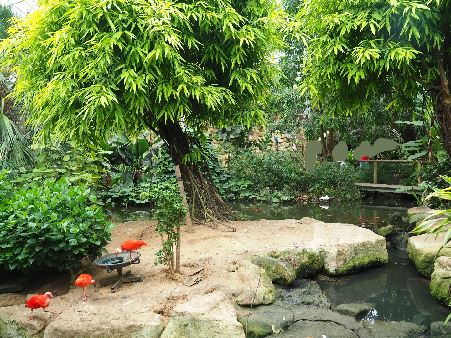 Pond and bird area with scarlet ibis in Tropical Hall (Aug 28th, 2018)