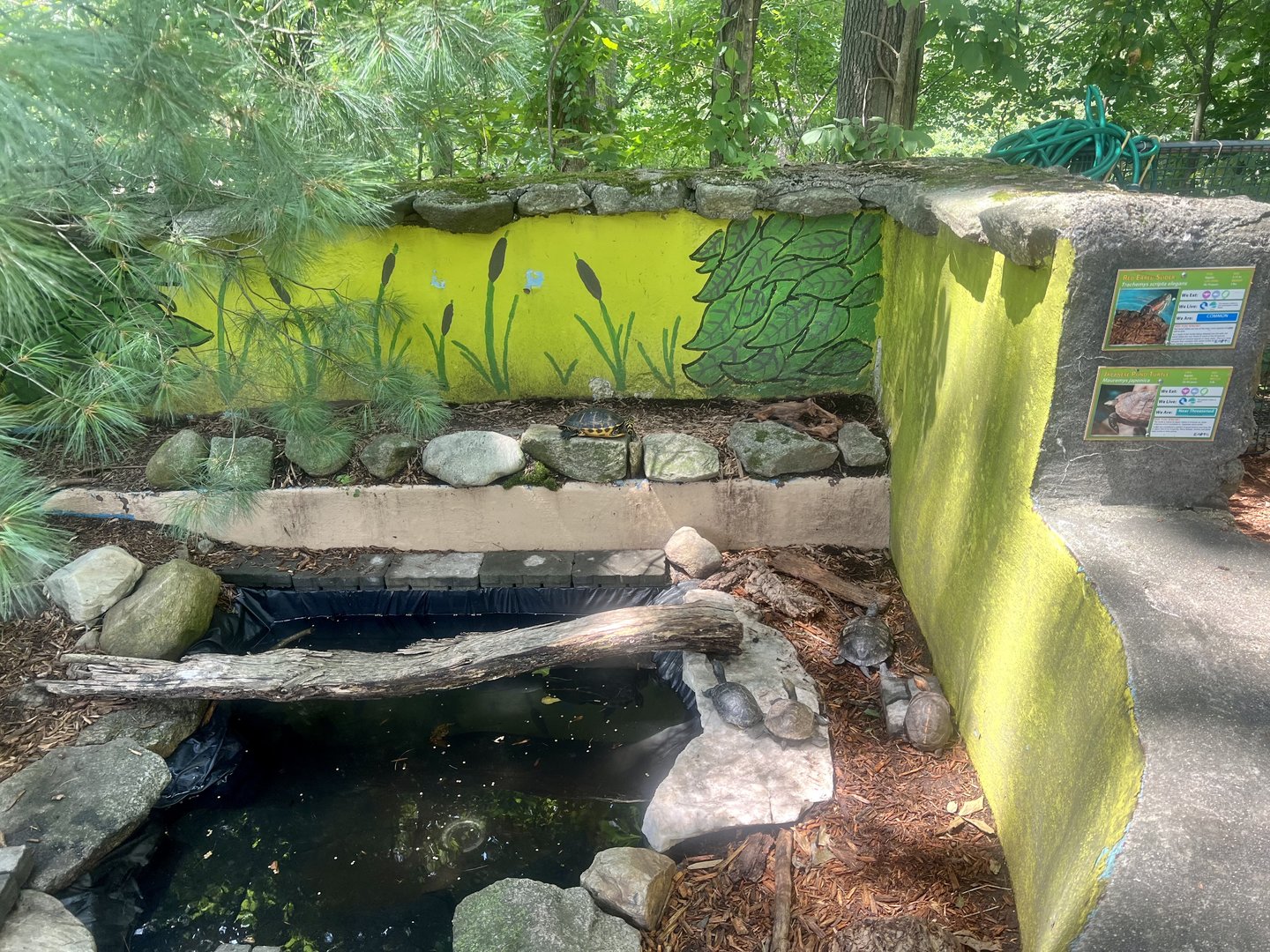 Pond and Box Turtle Exhibit