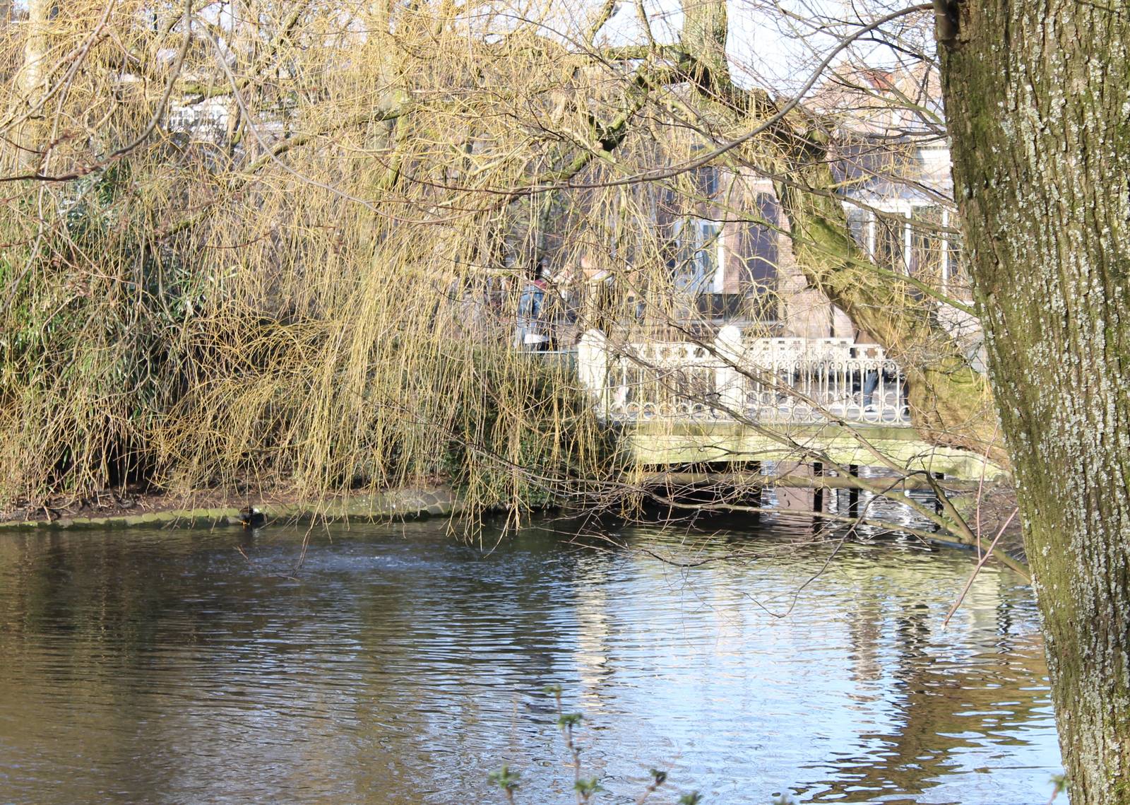 Pond and bridge at Artis