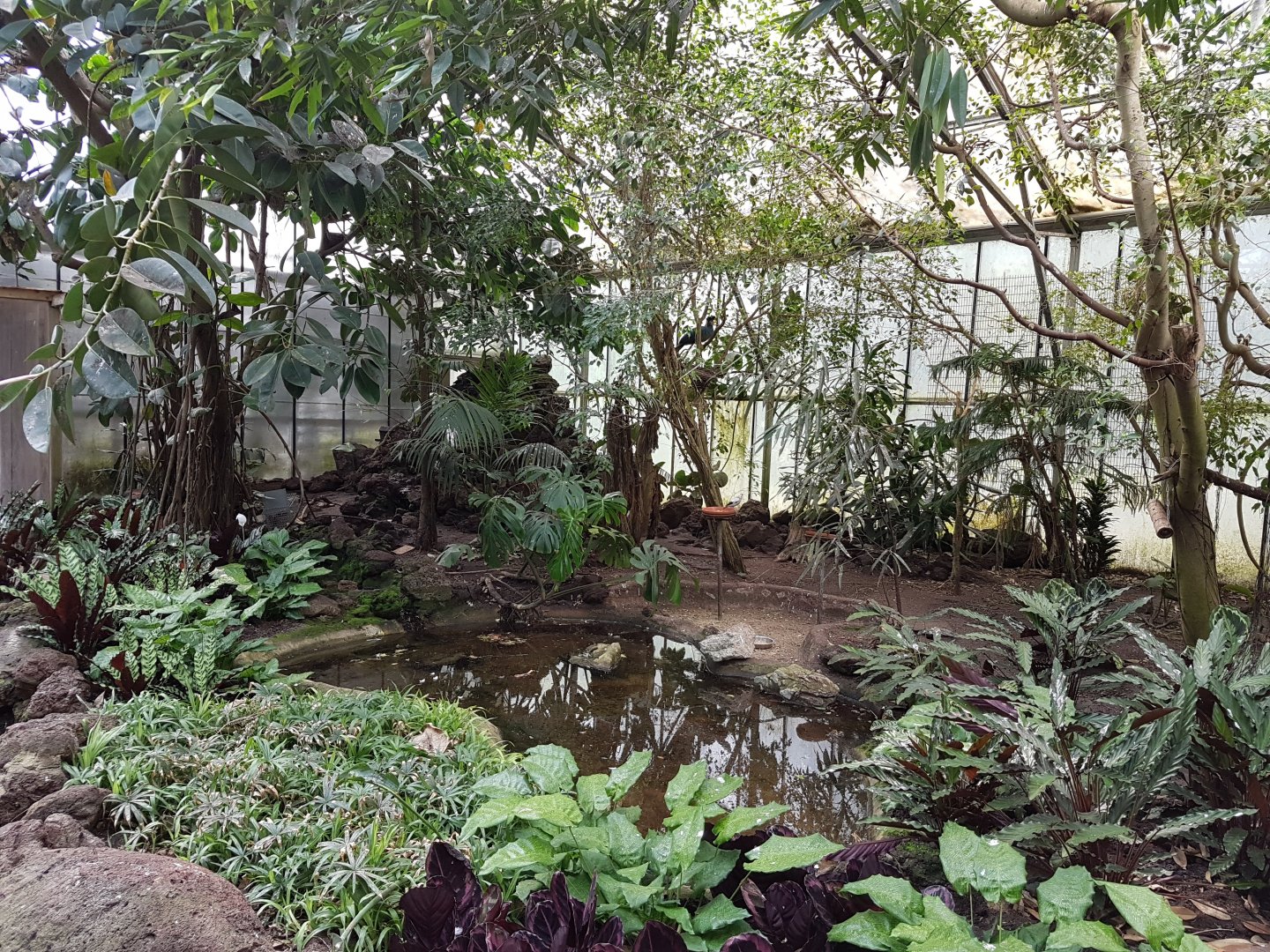 Pond and feeding-place African Walk-through