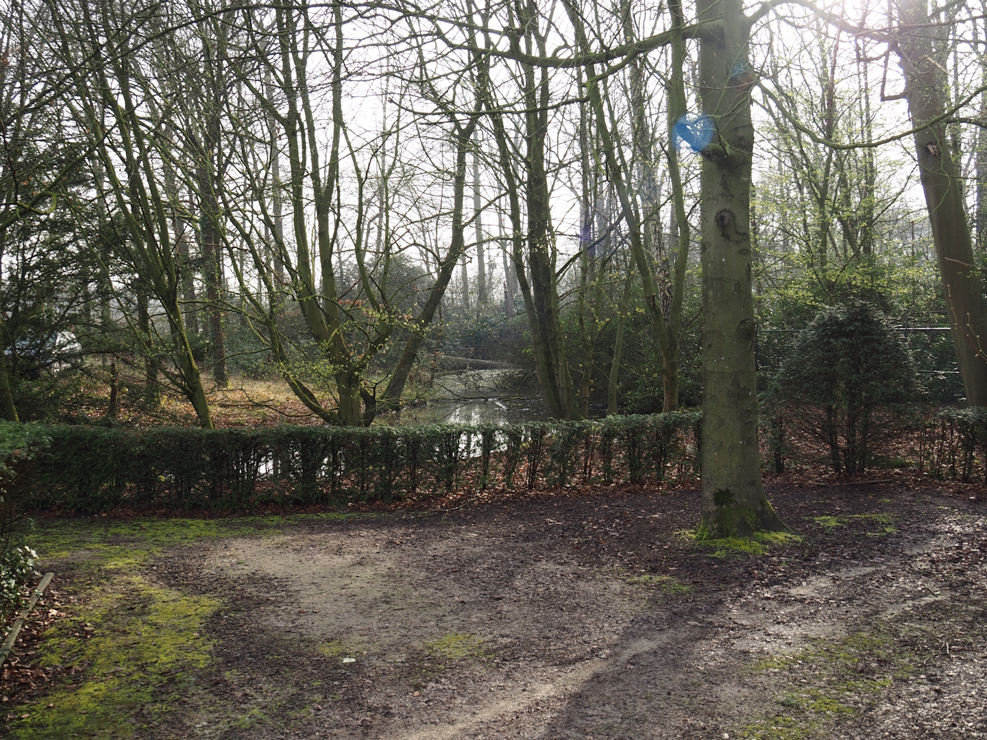 Pond and forest area between the road and the European section, 2024-03-20