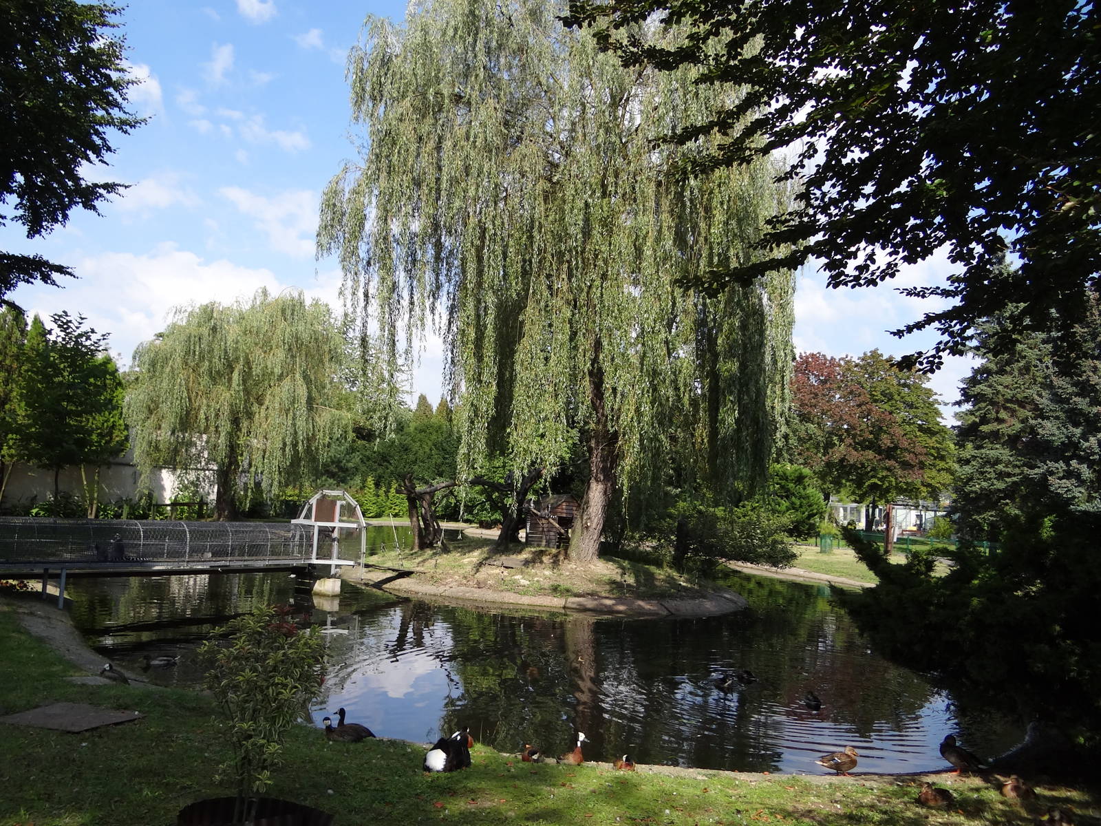 Pond and lemur island