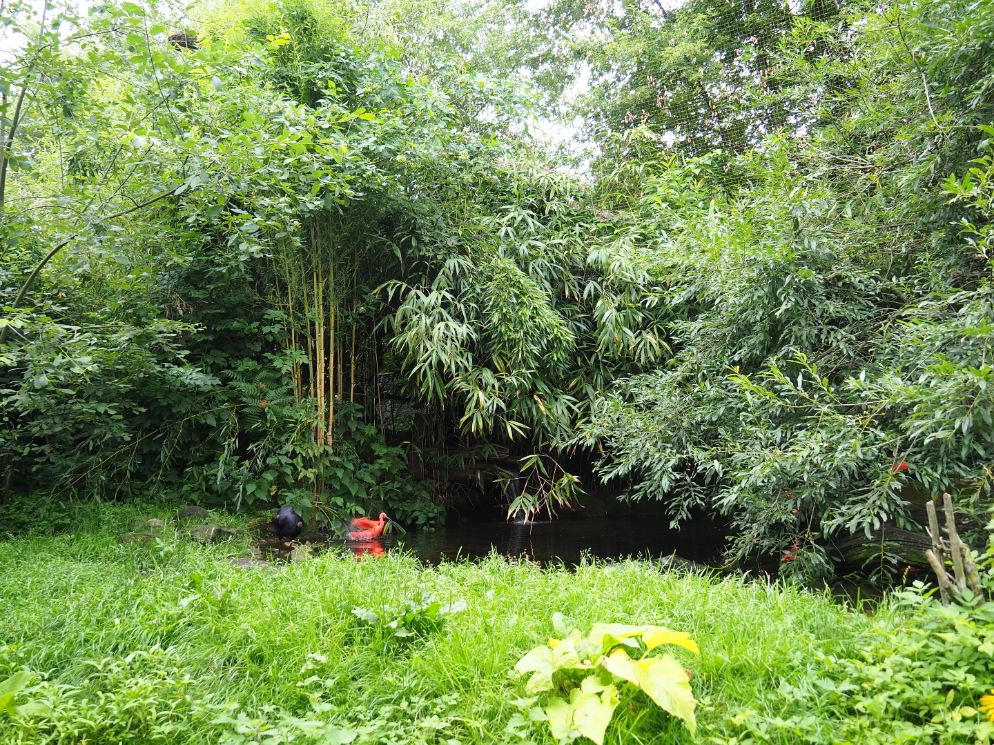 Pond and vegetation in the Puna aviary, 2019-07-21