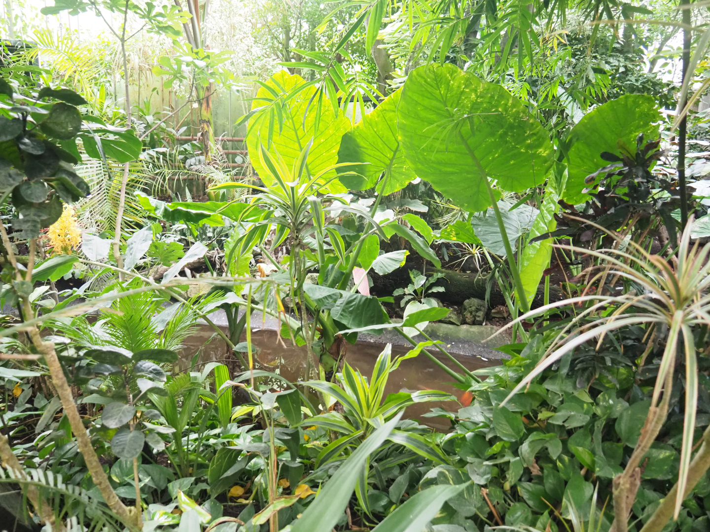 Pond and vegetation in Tropicalia greenhouse, 2022-09-14