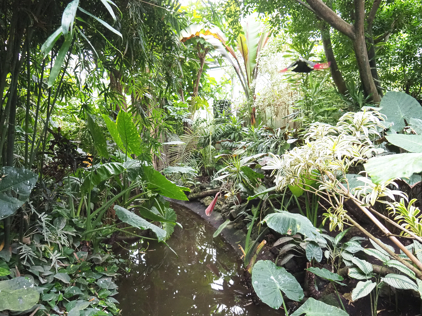 Pond and vegetation in Tropicalia greenhouse, With flying White-crested turaco, 2022-09-15
