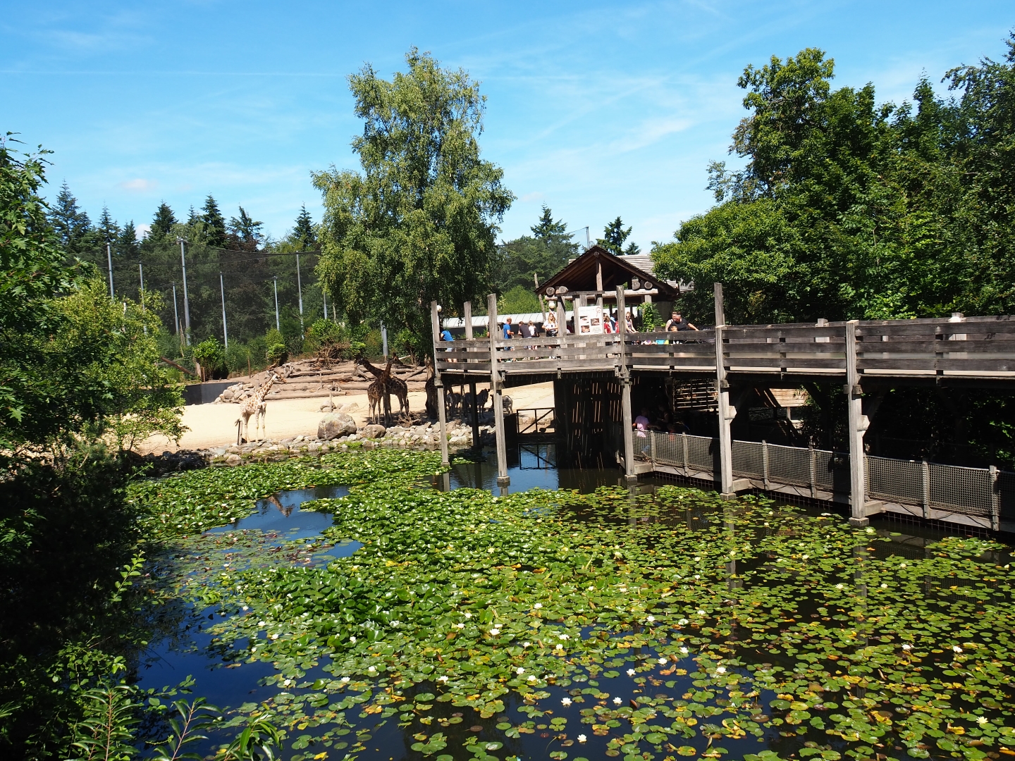Pond and viewing area near the savanna paddock