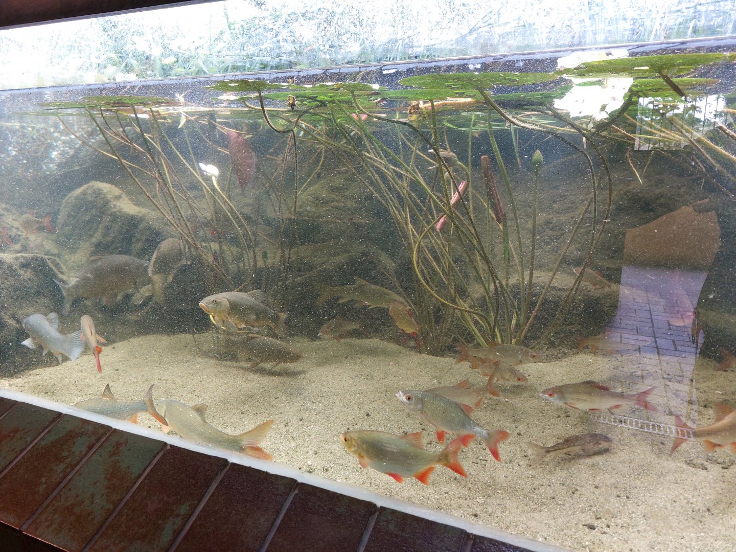 Pond aquarium