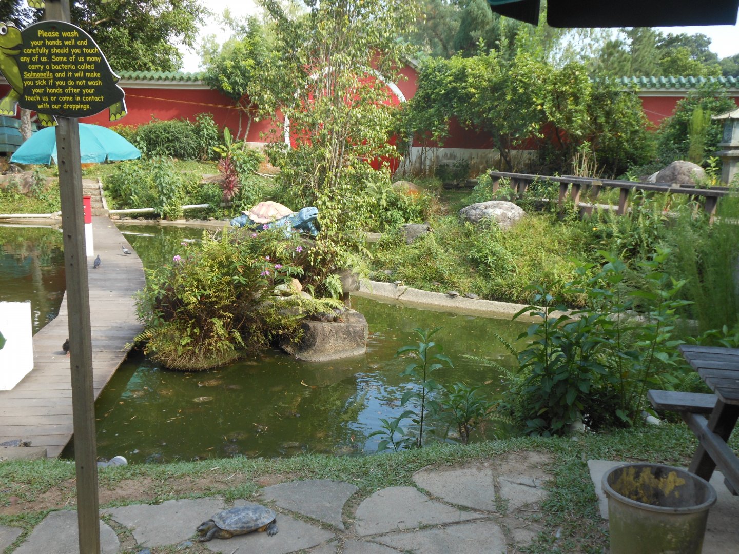 Pond area with free-roaming turtles