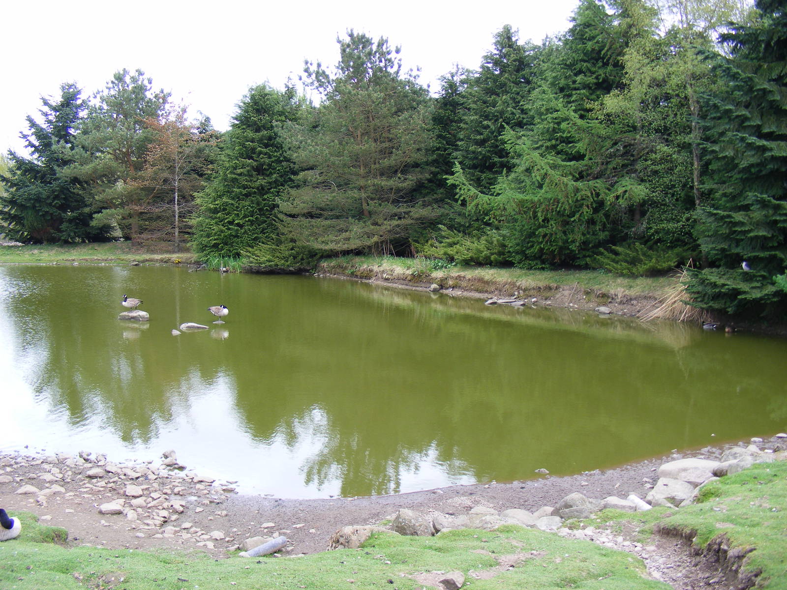 Pond at Auchingarrich Wildlife Centre, 20 May 2010