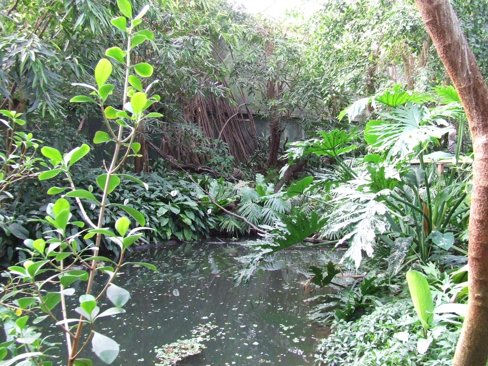 Pond at Bird House