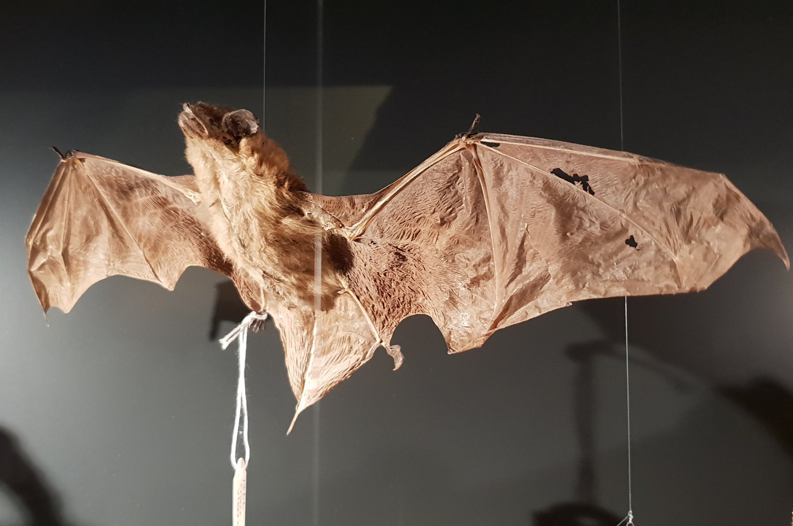 Pond bat - Myotis dasycneme