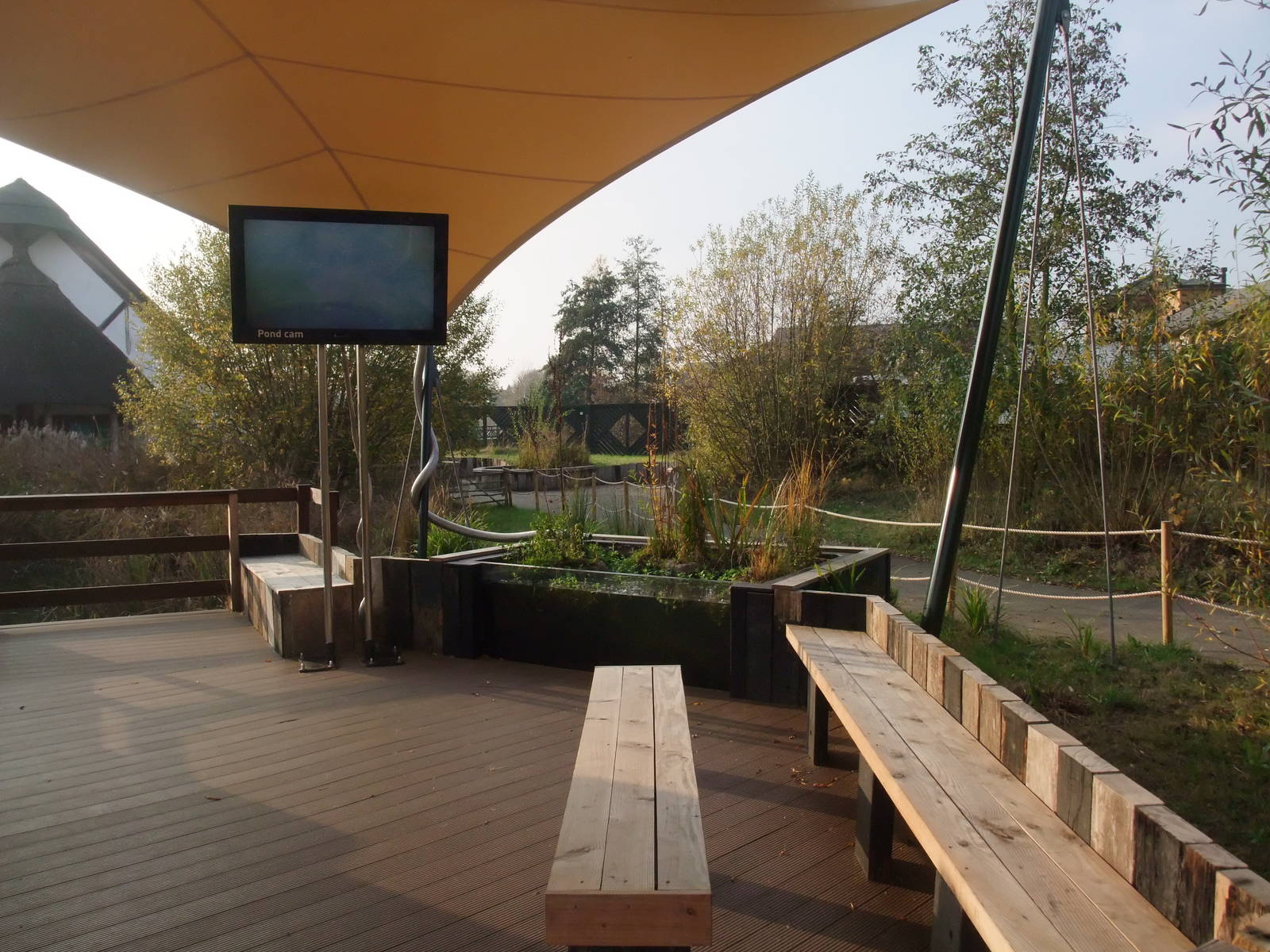 Pond-dipping Area at London WWT (Barnes), 15/11/11