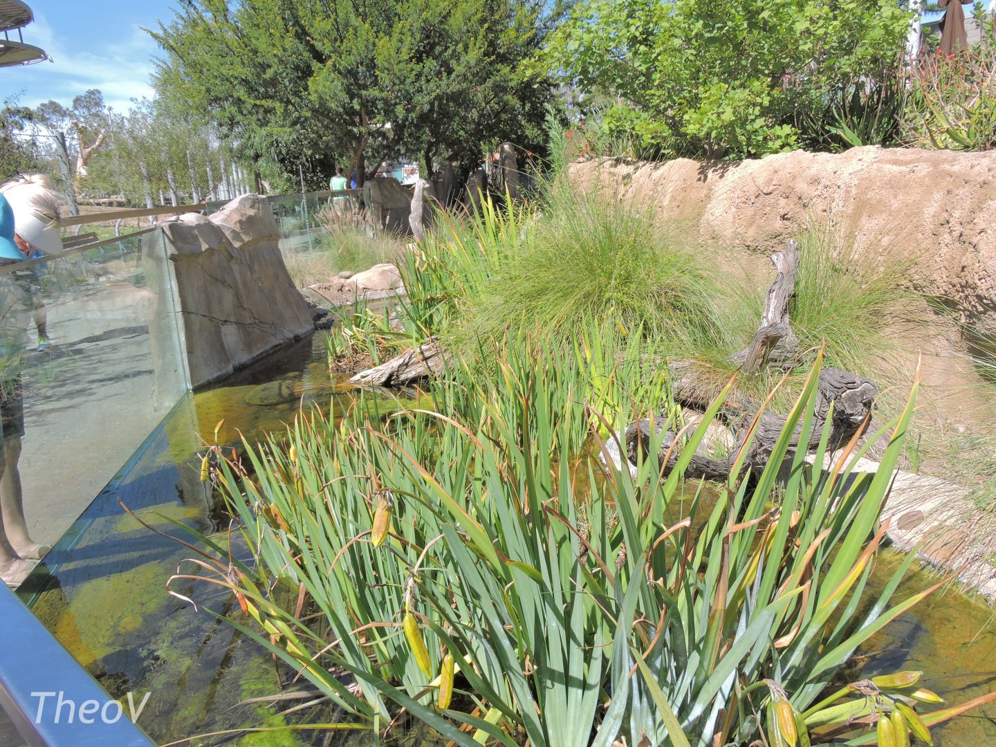 Pond - Elephant Odyssey [2015]