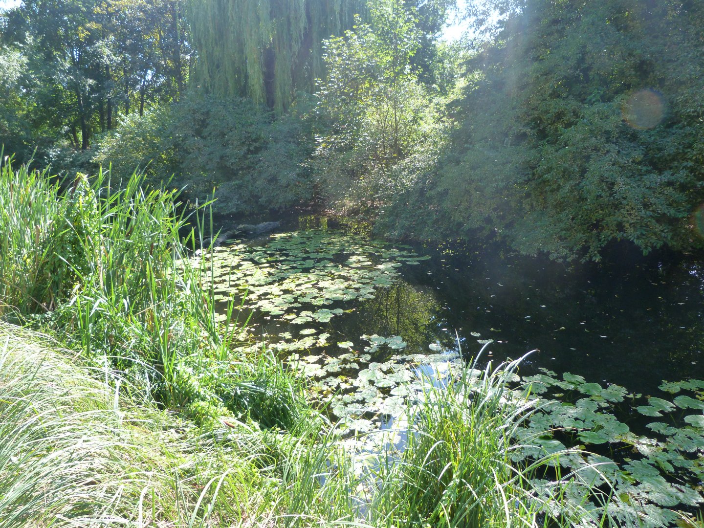 Pond facing the cliff -Zoo Praha (2025)